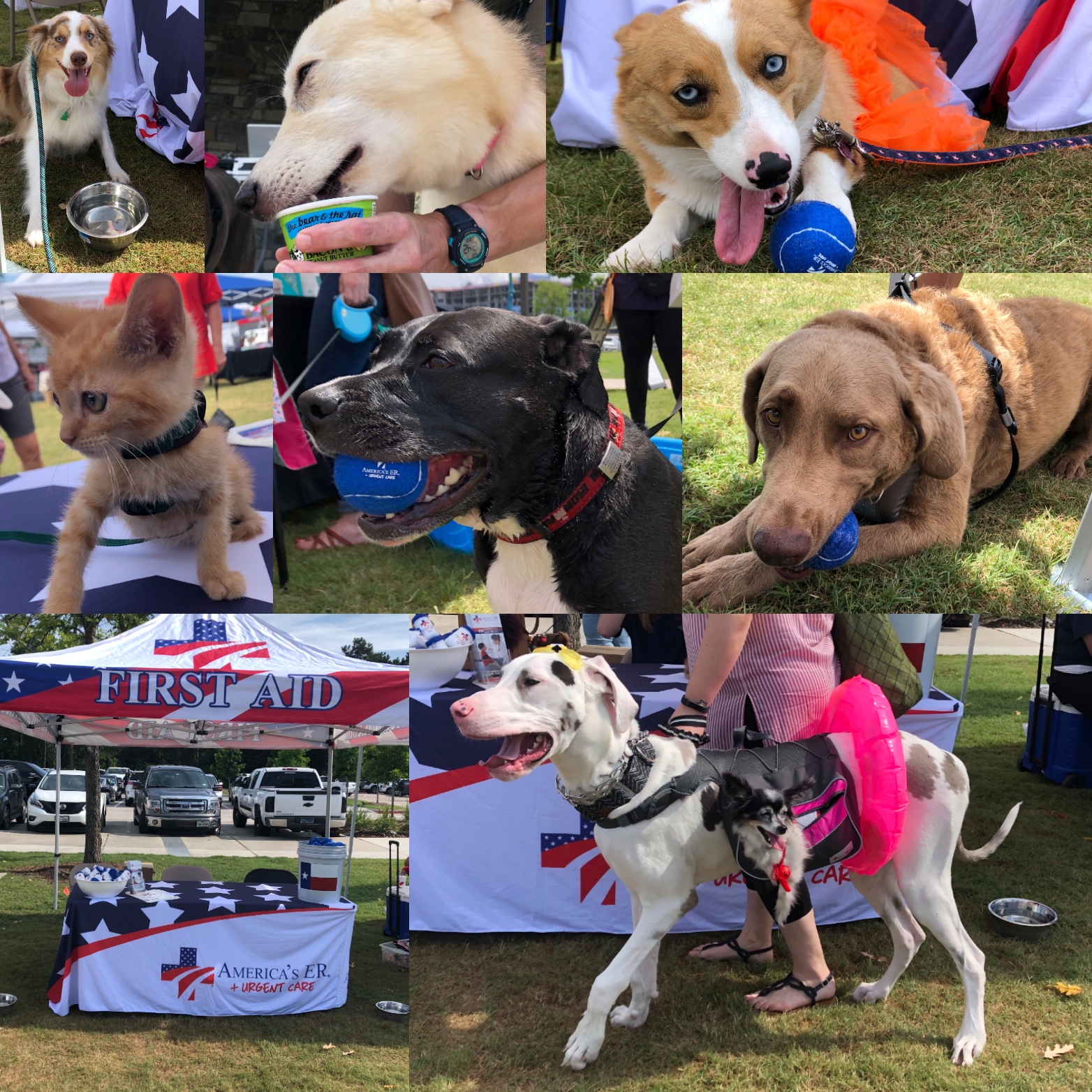PawzUp Summer Social PawzUp Summer Social