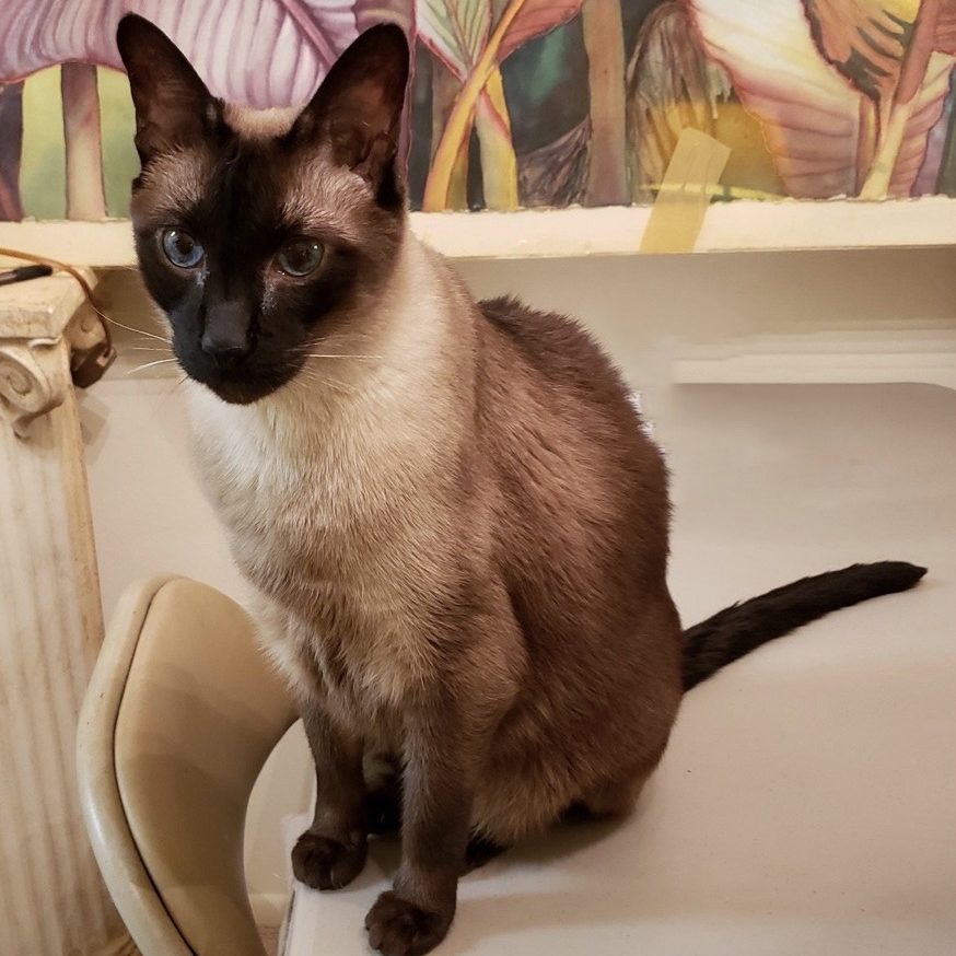 Simba 2